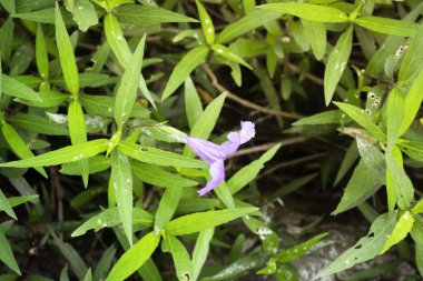 Yakından bakınca yerde yeşil yapraklı bir çiçek görünüyor.