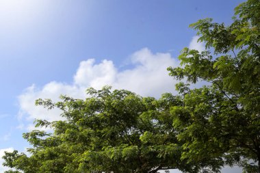 Mavi gökyüzü arkaplanı olan ağaçlar