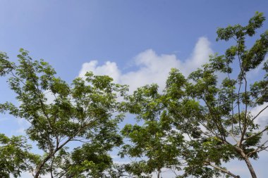 Mavi gökyüzü arkaplanı olan ağaçlar