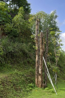 Sahadaki ağaçların mavi bir arka planı var.