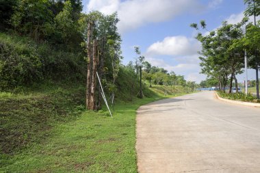 Yeşil çimenli cadde ve mavi gökyüzü arka planlı ağaçlar