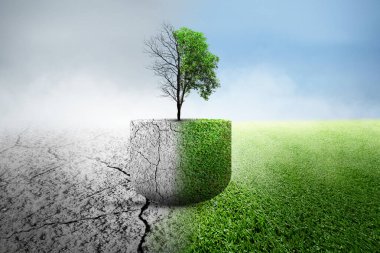 Kuraklık ağaçlarıyla yerde farklı gökyüzü ile yetişen ağaçlar arasındaki fark. Çevre ve iklim değişikliği kavramı