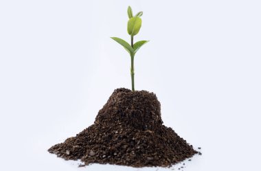 Toprakta yeni yetişen bitkiler beyaz arka planda izole edilir. Tarım kavramı