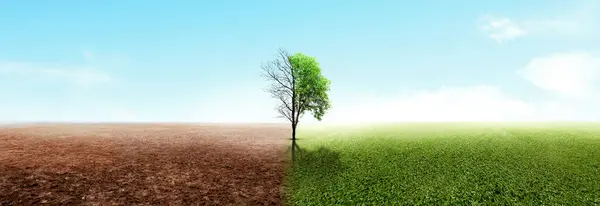 Разница Между Засушливыми Деревьями Растущими Деревьями Земле Разным Небом Концепция Лицензионные Стоковые Изображения