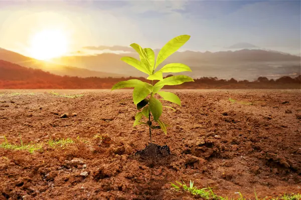 Newly grown plant seedlings on the soil with a sunset scene background. Environment and climate change concept