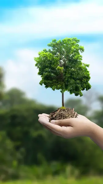 A human hand holding a growing plant on a blue sky background. Earth day concept