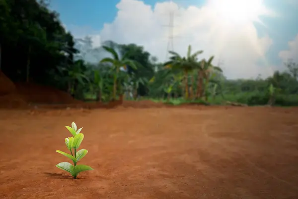 Grown plant on the field with a blue sky background. Earth day concept