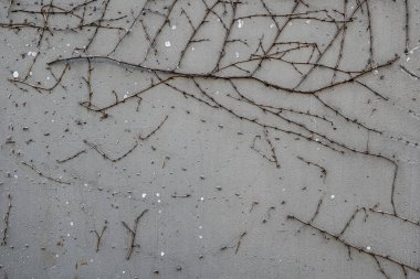 Üzüm ve yapraklarla kaplı, gri bir arka planı olan bir duvar. Sarmaşıklar çeşitli yönlerde büyüyor, kaos ve düzensizlik hissi yaratıyorlar. Manzara biraz ürkütücü ve rahatsız edici.