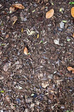 Yaprak ve kir yığınına yakın çekim. Yapraklar kahverengi ve toprağa saçılmış.