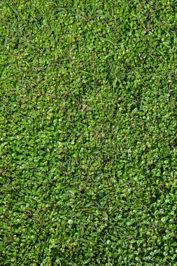 Bir sürü çimeni olan yeşil bir alan. Alan çok bereketli ve hayat dolu.