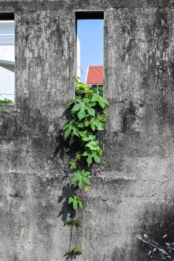 Çataldan sarmaşık çıkan bir duvar.