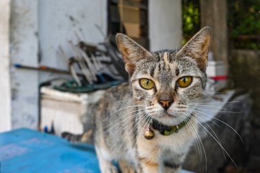 Yeşil yakalı bir kedi mavi bir yüzeyde duruyor. Kedinin sarı bir gözü ve siyah bir burnu var.