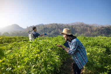 Endonezyalı çiftçiler bir çili bitkisi tarlasıyla ilgileniyorlar. O mutlu ve sahada eğleniyor.