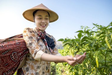 Endonezyalı bir çiftçi kız tarlada kırmızı biber topluyor. O bir hasır şapka giyiyor. Biberler yeşil ve sarı.