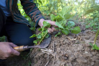 Endonezyalı bir çiftçi bir orakla topraktaki otları kesiyor. Çiftlik toprağı kahverengi.
