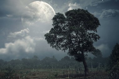 A lone tree stands in a field, illuminated by the light of a full moon. Sky is dark and cloudy. Scene is scary and mysterious. Mockup. Copy Space. Wallpaper or Halloween background clipart