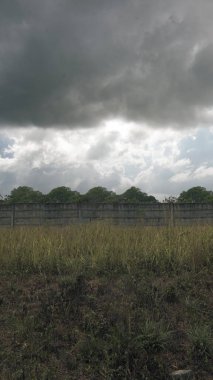 A field of tall grass with concrete wall and trees. The sky is cloudy and dark. Dramatic smoke or fog effect. Mockup. Copy Space. Wallpaper or Halloween background