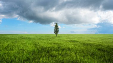 Çayır tarlasında mavi gökyüzü ve arka planda bulutlar olan bir ağaç. Gökyüzü açık ve bulutlar kabarık. Ufuk gökyüzü manzarası ve gökyüzü arkaplanı