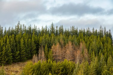 Mavi gökyüzü arka planlı çam ağacı ormanının panoramik manzarası. Doğa, seyahat, kış arkaplanı veya duvar kağıdı