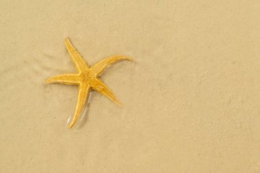 Temiz ve şeffaf mavi okyanus dalgaları altında güzel kumlu bir sahildeki deniz yıldızının hava manzarası. Doğal arka plan. Yaz konsepti