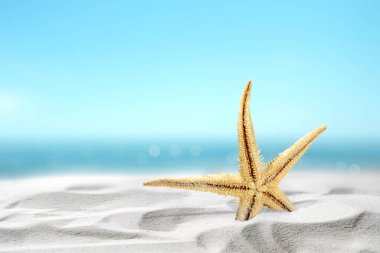 Okyanus manzaralı ve mavi gökyüzü olan güzel kumlu bir sahilde denizyıldızı. Doğal arka plan. Yaz konsepti