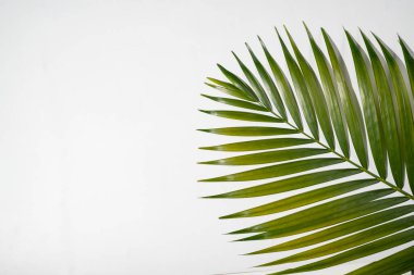 Beyaz arka planda izole edilmiş tropik palmiye yaprağı. Yaz konsepti