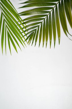 Beyaz arka planda izole edilmiş tropik palmiye yaprağı. Yaz konsepti