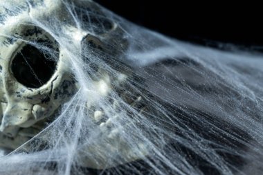 Örümcek ağlarıyla kaplı insan kafatası. İnsan kafatası, şeytan, şeytan ya da zombi kafası. Karanlık ve korkutucu bir sahne. Cadılar Bayramı konsepti