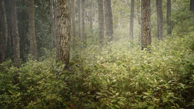 Ağaçlar ve yeşil çalılar perili bir ormanı kaplıyor. Sahne korkutucu ve gizemli. Dramatik duman ya da sis etkisi. Modelleme. Uzayı kopyala Duvar kağıdı veya Cadılar Bayramı arkaplanı