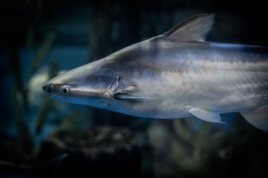 Dev pangasius, paroon köpekbalığı, pangasid-yayın balığı veya Chao Phraya dev yayın balığı (Pangasius sanitwongsei), I Chao Phraya ve Mekong havzalarında bulunan bir tatlı su balığı türüdür.