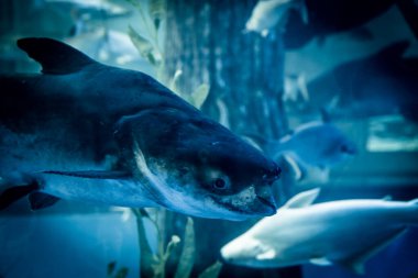 Pangasius larnaudii, kedigiller (Felidae) familyasından, Mekong ve Chao Phraya havzalarına özgü bir kedi balığı türü..