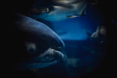 Pangasius larnaudii, kedigiller (Felidae) familyasından, Mekong ve Chao Phraya havzalarına özgü bir kedi balığı türü..