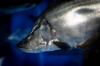 Yerel olarak Belido olarak bilinen dev tüylü balık (