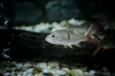 Hampala macrolepidota, Meksika ve Chao Phraya havzalarının yanı sıra Malezya Yarımadası ve Büyük Sundas (Borneo, Java ve Sumatra).