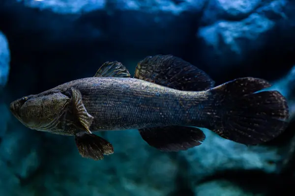 Mermer goby (Oxyeleotris marmorata), Butidae familyasından, Mekong ve Chao Praya havzalarının tatlı ve tuzlu sularına ve Kamboçya 'daki nehirlere ve diğer su kaynaklarına özgü yaygın olarak dağıtılan bir balık türü..