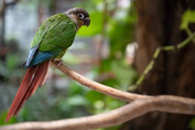 A vibrant green-cheeked conure is captured in a moment of playful curiosity, perched on a wooden branch. Its bright green feathers, red tail, and inquisitive expression make it a delightful subject for any project related to pets, nature, and wildlif clipart