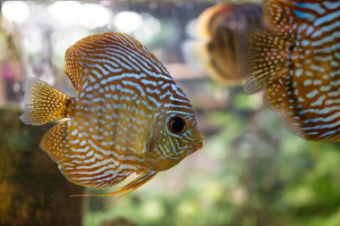 A stunning close-up of a vibrant red discus fish swimming gracefully in a crystal-clear aquarium. Its striking red and blue hues and intricate patterns make it a captivating subject for any project related to nature, underwater photography, and tropi clipart