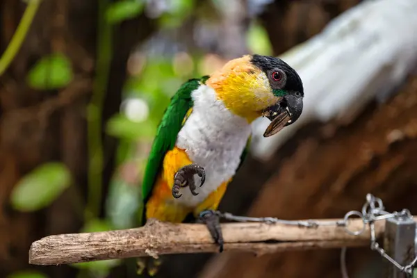 stock image A vibrant Black-headed Caique is captured in a moment of pure joy as it savors a delicious treat. Its bright colors and playful expression make it a delightful subject for any project related to pets, nature, and wildlife.