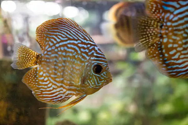 stock image A stunning close-up of a vibrant red discus fish swimming gracefully in a crystal-clear aquarium. Its striking red and blue hues and intricate patterns make it a captivating subject for any project related to nature, underwater photography, and tropi