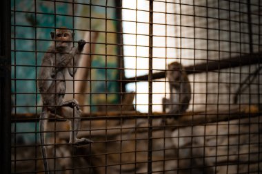 Tapınaktaki maymunlar gündüz saatlerinde çevrelerini keşfediyorlar.