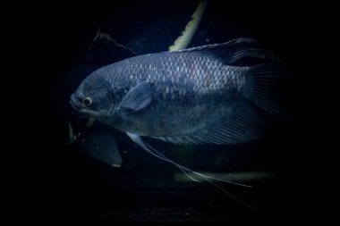 Karanlık su akvaryumu, sualtı ortamında zarif bir şekilde yüzen gümüş dolarlık bir balığı gözler önüne seriyor.