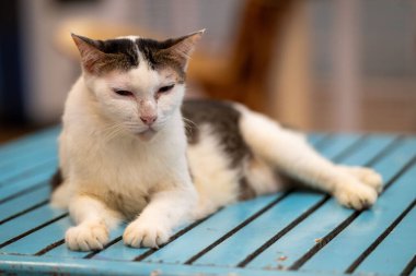 Ayırt edici işaretleri olan sakin bir kedi mavi ahşap bir masanın üzerinde uzanıyor ve iç mekanın sıcak atmosferinin tadını çıkarıyor..