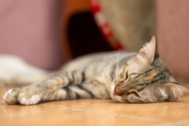 Bir tekir kedi sıcak bir oturma odasının fayanslı zemininde rahat bir şekilde uzanıyor, sıcak öğleden sonra ışığında dinlendirici bir şekerlemenin tadını çıkarıyor. Kürkü uyurken usulca ışıldar.