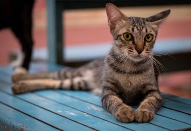 Bir tekir kedi, mavi ahşap bir yüzey üzerinde rahat bir şekilde dinlenir, çarpıcı yeşil gözlerini sergiler ve ışık dolu sıcak bir kapalı alanda rahat bir tavır sergiler..