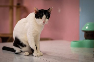 Siyah ve beyaz bir kedi, pastel renkli duvarları olan sıcak ışıklı bir odada, bir masanın üzerinde sessizce oturur. Atmosfer sakin ve davetkar, rahatlamak için mükemmel..