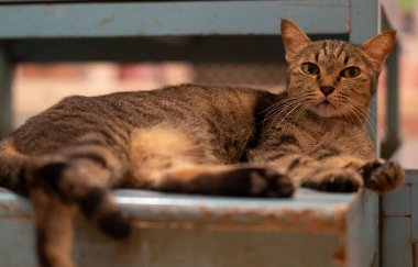 Bir tekir kedi, sakin tavrını ve belirgin çizgili desenini sergilerken sessiz bir akşamın tadını çıkarırken ahşap bir merdivende rahatça dinlenir..