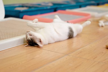 Gri bantlı beyaz bir kedi, rengarenk evcil hayvan yataklarıyla çevrili ahşap bir zeminde, öğleden sonra güneşinin sıcaklığında güneşlenerek rahatça uzanıyor..