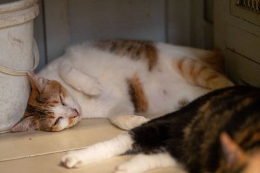 Yavru bir kedi kıvrılır ve siyah bir kedinin yanında mışıl mışıl uyur. Her ikisi de yumuşak ışıkla dolu sıcak ve davetkar bir barınakta dinlenir..