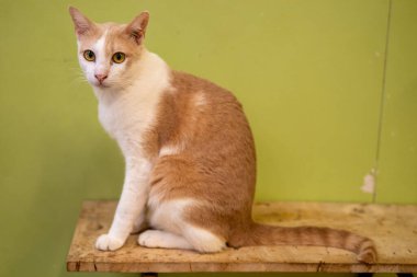 Turuncu ve beyaz kürklü bu meraklı kedi ahşap bir masaya tünemiş, arka planda canlı yeşil bir duvarı olan, kapalı ortamdaki bir şeye dikkatle bakıyor..