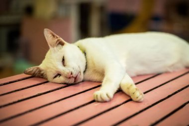 Beyaz kedi rahat bir şekilde pembe ahşap masada yatıyor, gözleri yarı kapalı, rahat bir evin içinde dinlenme anının tadını çıkarıyor..